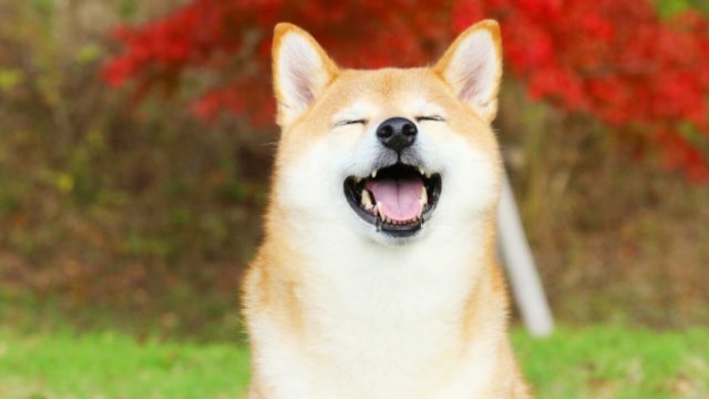 Команда Shiba Inu повысит конфиденциальность сети Shibarium