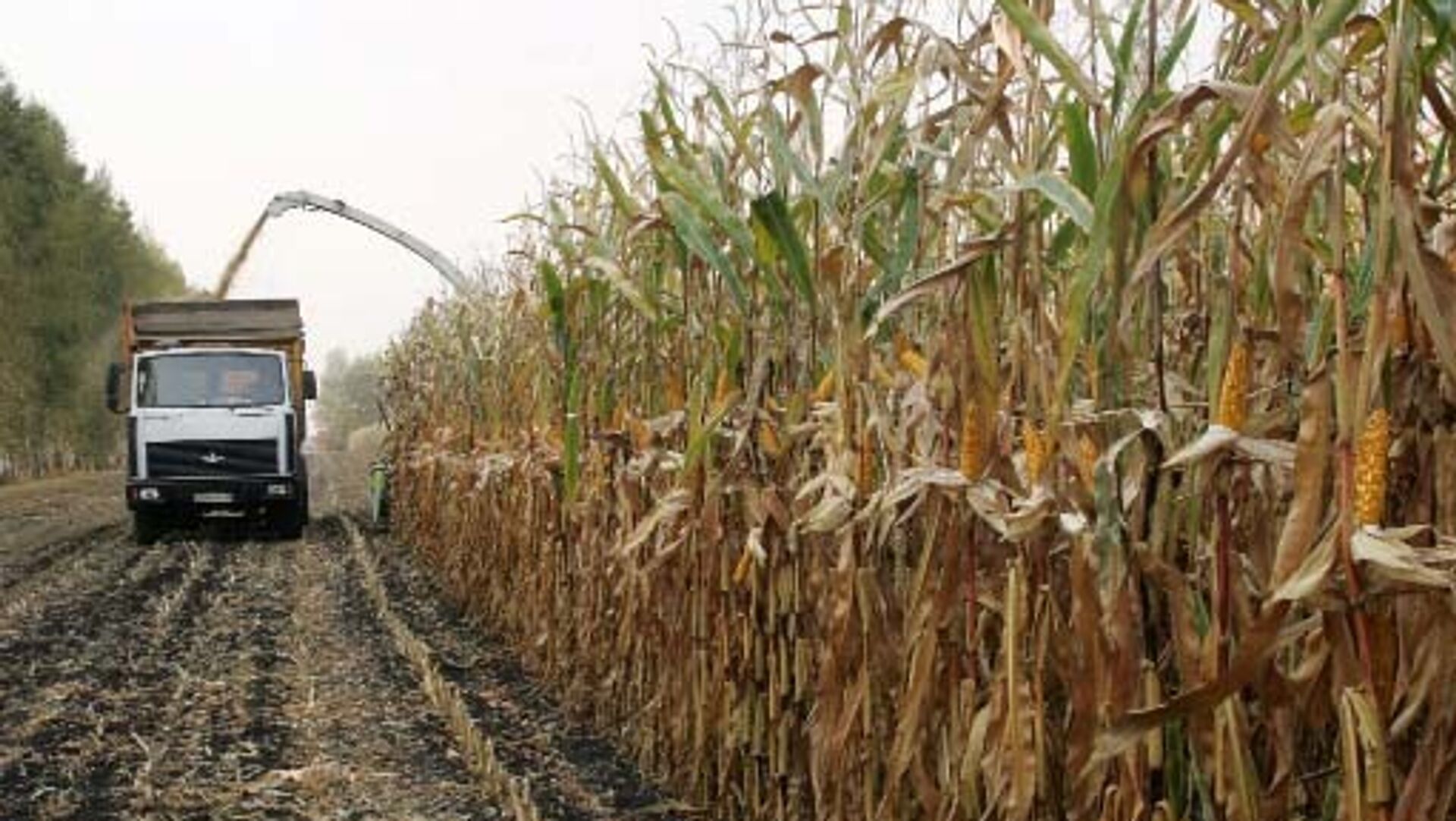 Экспорт кукурузного крахмала из России в 2025 году вырос на 14 процентов