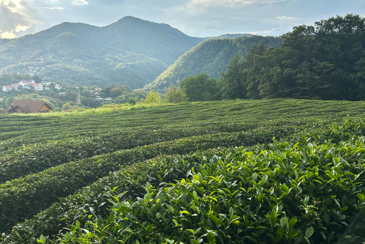 В России намерены увеличить сбор чая к 2035 году в 9 раз