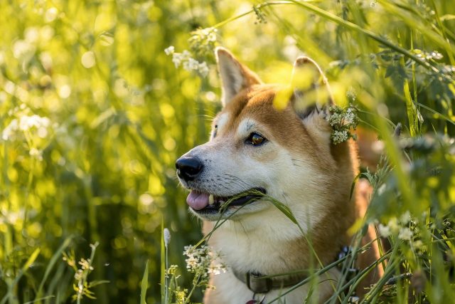 За сутки сожжено 2,85 млн SHIB